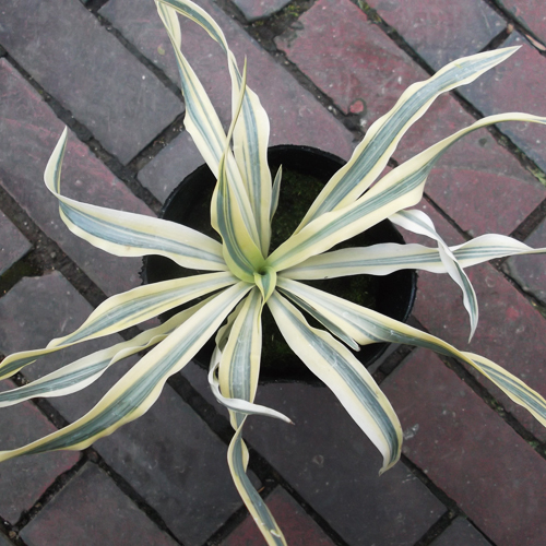 ユッカ・グロリオサ・ブライトスター（Yucca gloriosa bright star）3.5号_画像5