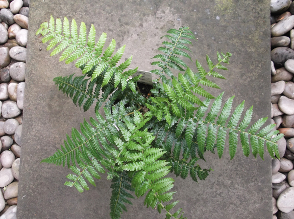 ディクソニア・アンタルクティカ(Dicksonia antarctica)4号 ディクソニア・アンタルクティカ(Dicksonia antarctica)4号