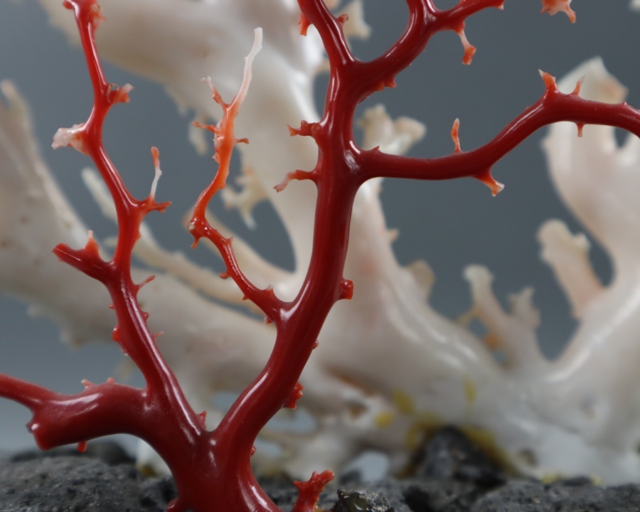 血赤珊瑚 白珊瑚 サンゴ コーラル 原木 置物 高34 8cm 珊瑚枝 宝石 