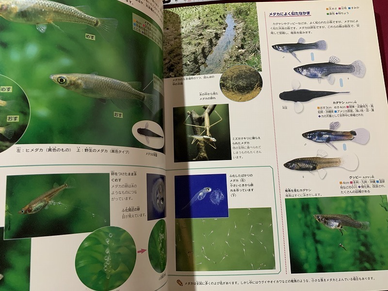s^* новый широкий Gakken. иллюстрированная книга рыба 2000 год no. 2.. нет подлинная вещь школа . чуть более / G5