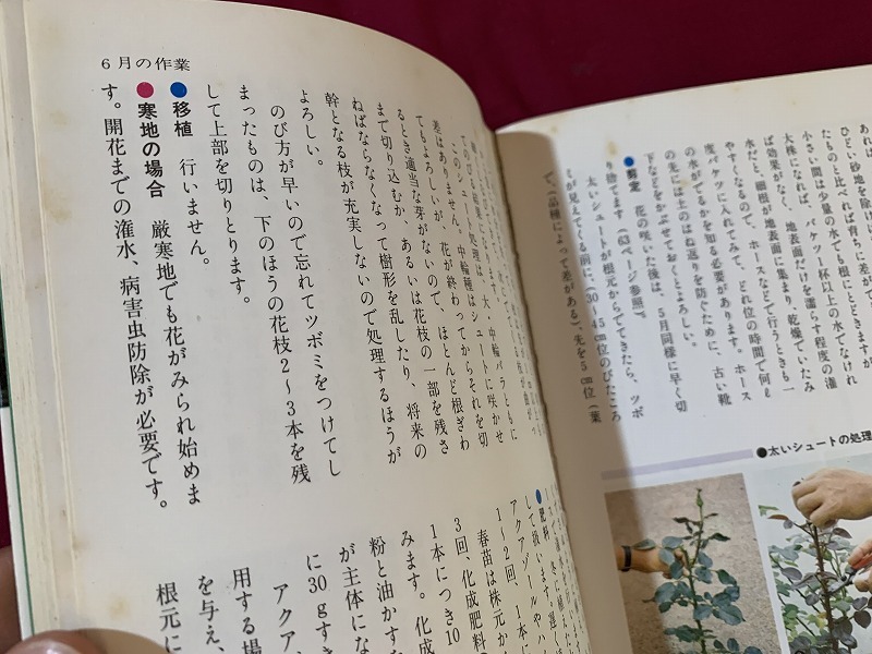 ｓ●○ 昭和期 初版 NHK趣味の園芸 作業12ヶ月⑩ バラ 藤岡友宏 日本放送出版協会 昭和51年 昭和レトロ 当時物 / C16の画像5