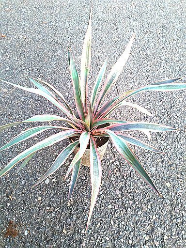 耐寒性ユッカ グロリオサ バリエガータ 5号 リゾート庭木 Gloriosa Variegata お 耐寒性ユッカ グロリオサ バリエガータ 5号 リゾート庭木 Gloriosa Variegata お