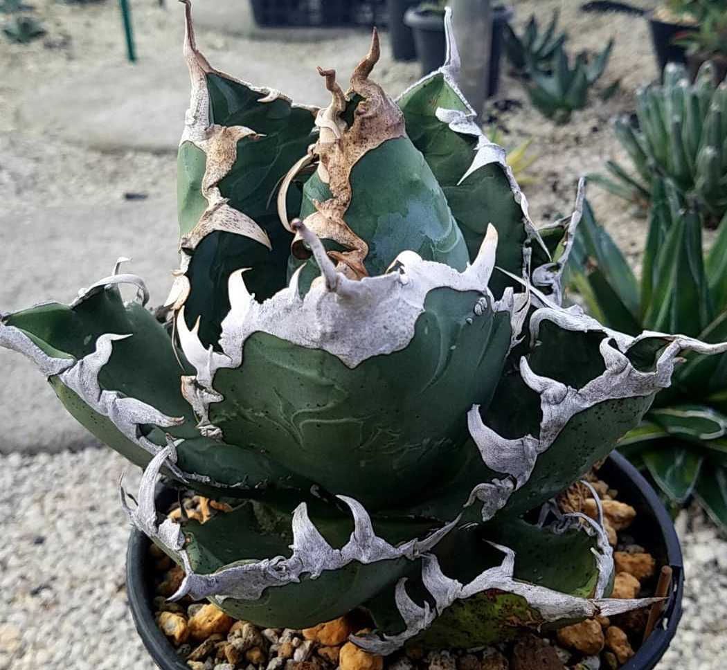 Yahoo!オークション - NS agave titanota GODZILLA Yahoo!オークション - NS agave titanota GODZILLA