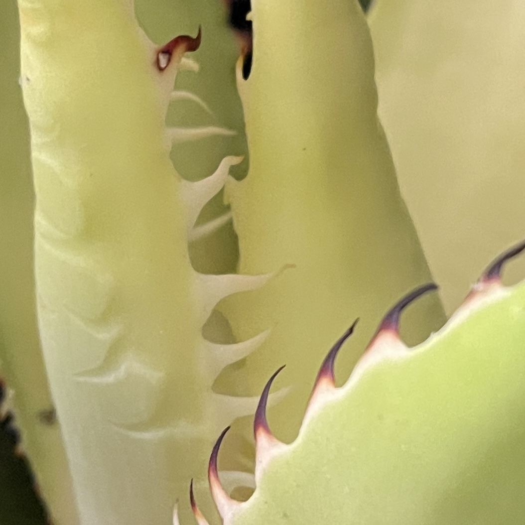 アガベ シャウイー 5/Agave Shawii 観葉植物 多肉植物 珍奇植物 ビザールプランツ_画像8