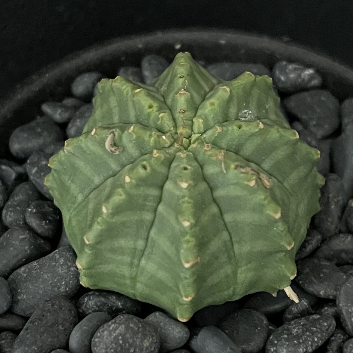 ユーフォルビア メロフォルミス/Euphorbia meloformis 観葉植物 多肉植物 珍奇植物 ビザールプランツ_画像4