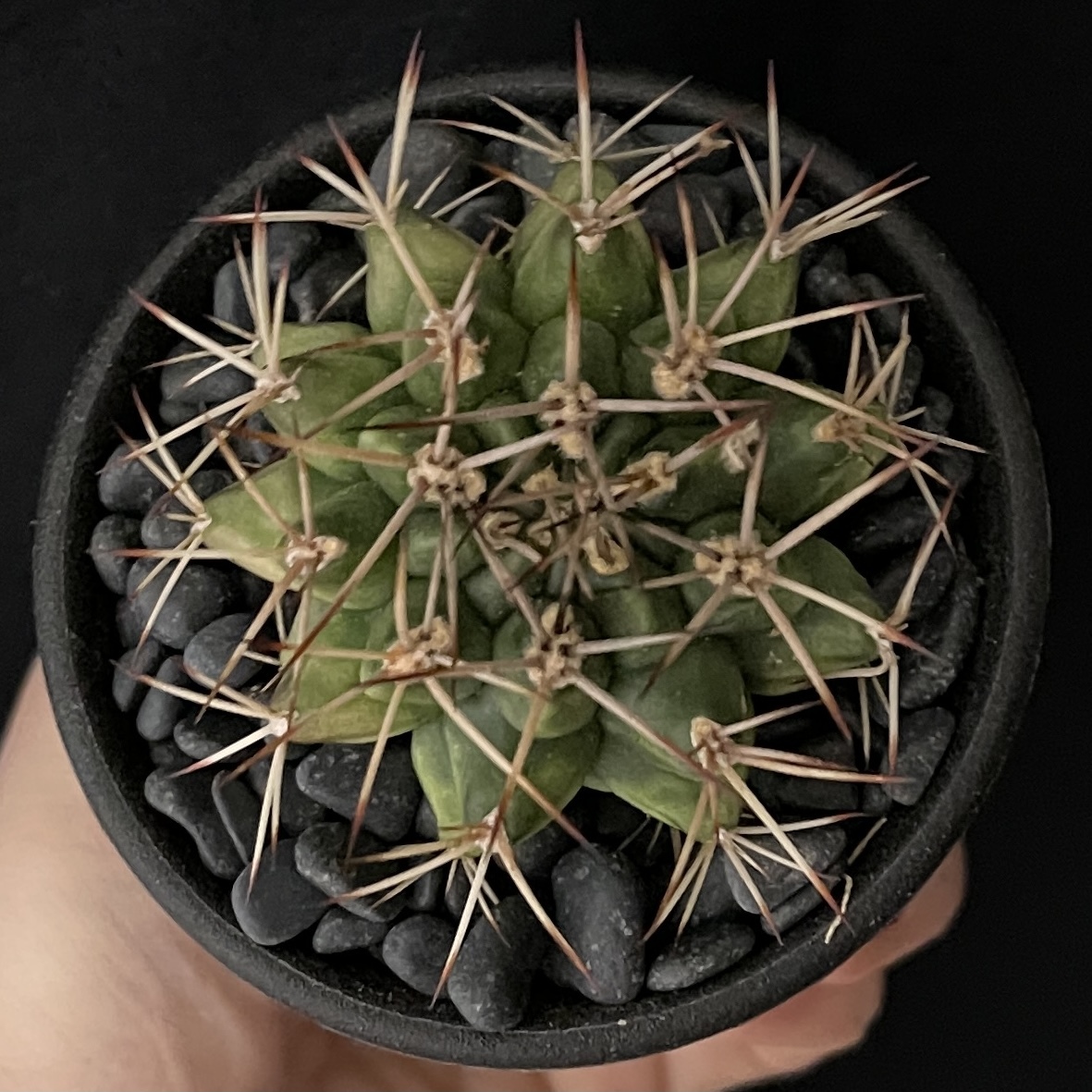 ギムノカリキウム 波光竜 ハイブリッド/Gymnocalycium schickendantzii Hybr 観葉植物 多肉植物 珍奇植物 ビザールプランツ_画像3