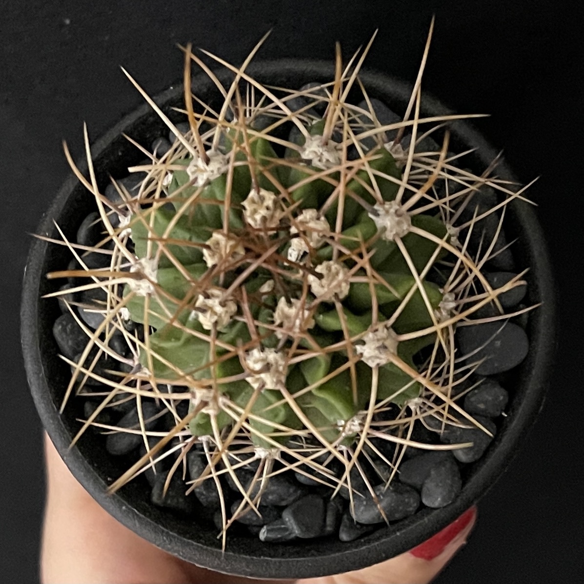 アカントカリキウム 紫盛丸/Acanthocalycium violaceum 観葉植物 多肉植物 珍奇植物 ビザールプランツ_画像4