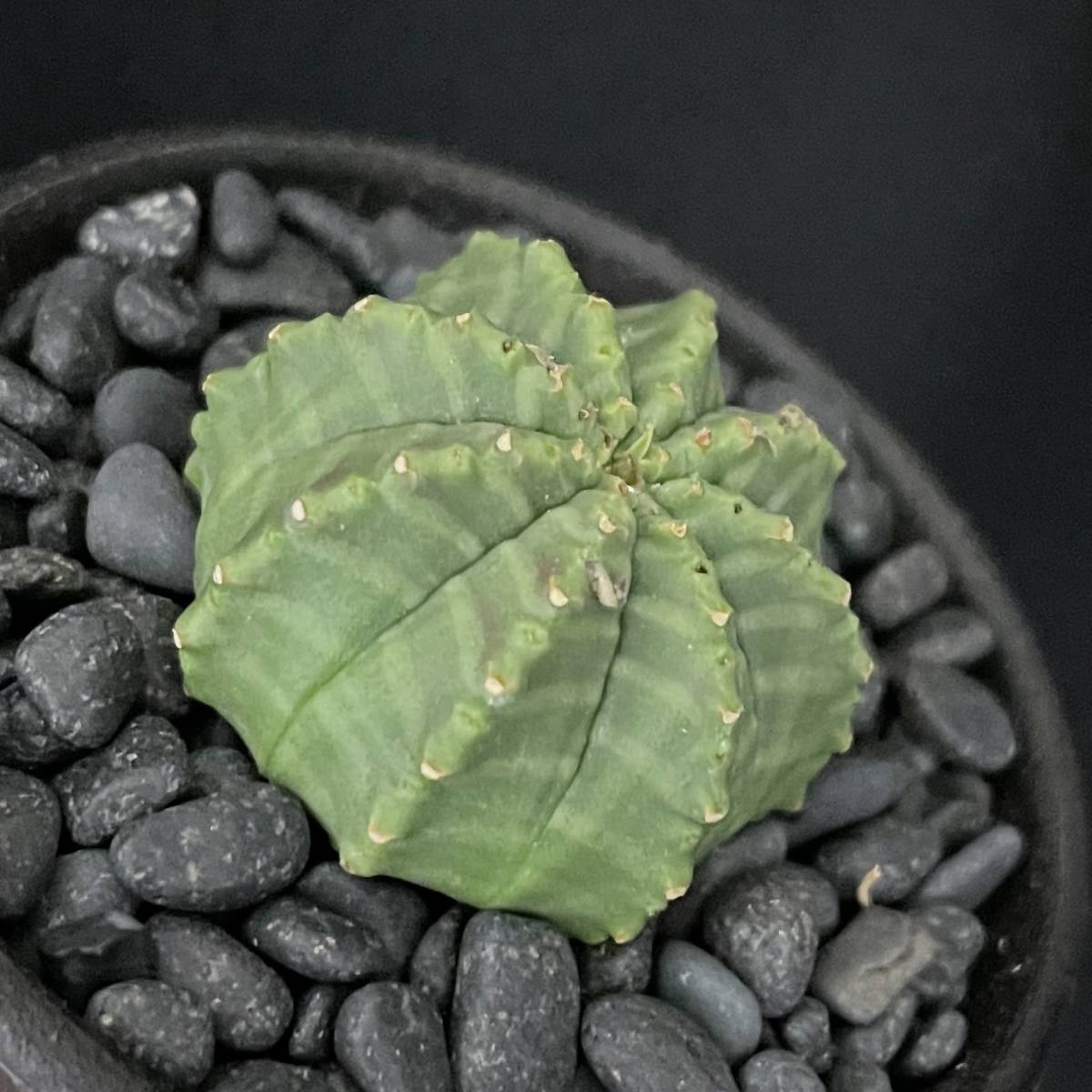 ユーフォルビア メロフォルミス/Euphorbia meloformis 観葉植物 多肉植物 珍奇植物 ビザールプランツ_画像1