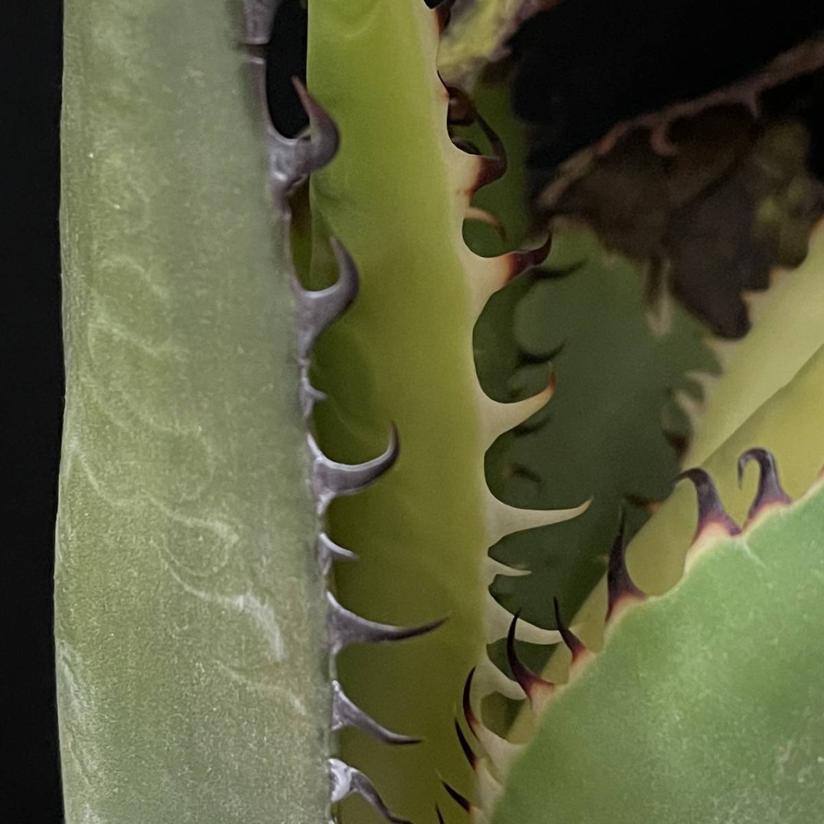 アガベ シャウイー 5/Agave Shawii 観葉植物 多肉植物 珍奇植物 ビザールプランツ_画像5