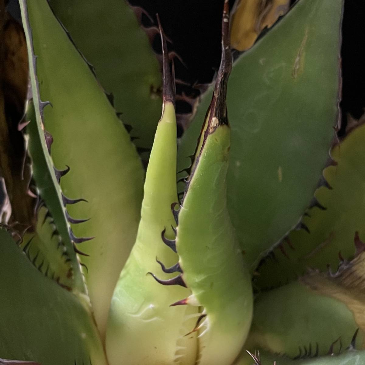 アガベ シャウイー 17/Agave Shawii 観葉植物 多肉植物 珍奇植物 ビザールプランツ_画像7