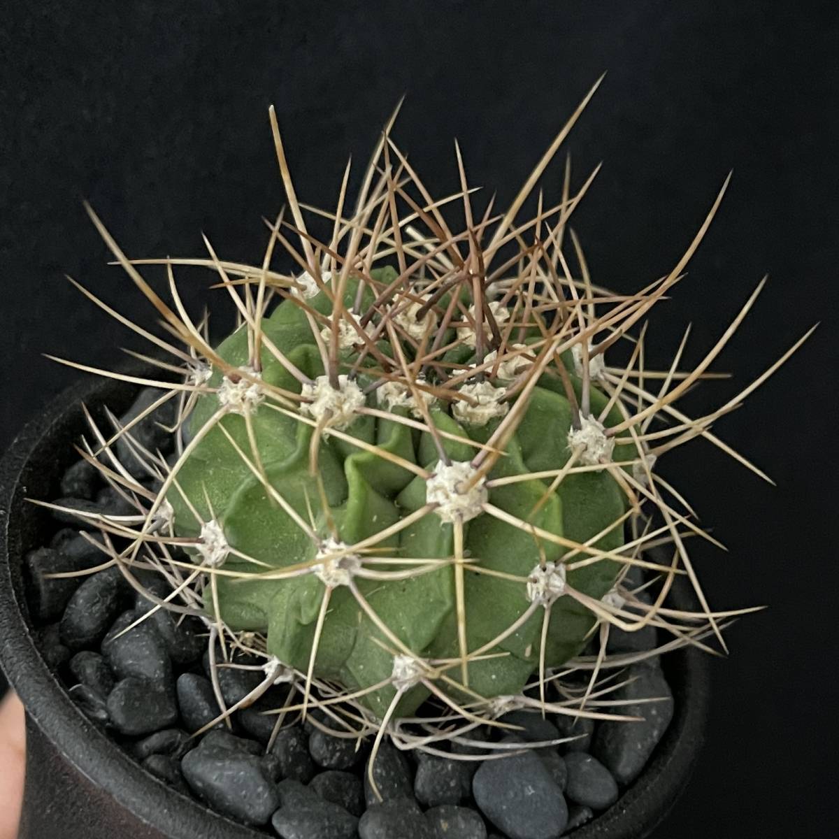 アカントカリキウム 紫盛丸/Acanthocalycium violaceum 観葉植物 多肉植物 珍奇植物 ビザールプランツ_画像6