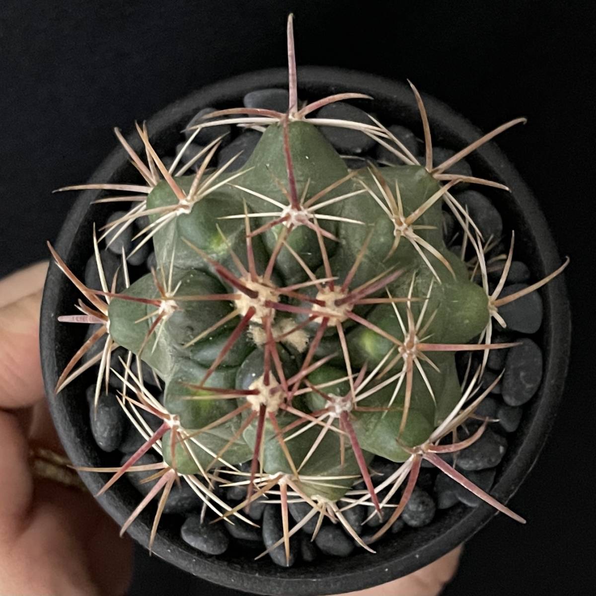 フェロカクタス 竜眼/Ferocactus viridescens v. orcuttii 観葉植物 多肉植物 珍奇植物 ビザールプランツ_画像3