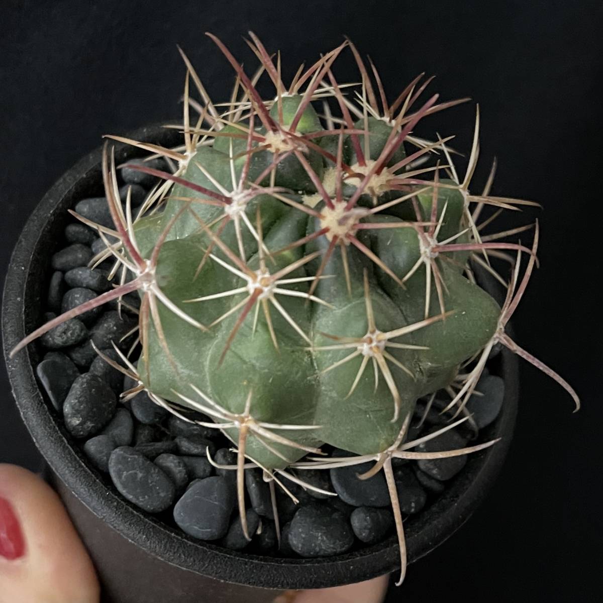 フェロカクタス 竜眼/Ferocactus viridescens v. orcuttii 観葉植物 多肉植物 珍奇植物 ビザールプランツ_画像8