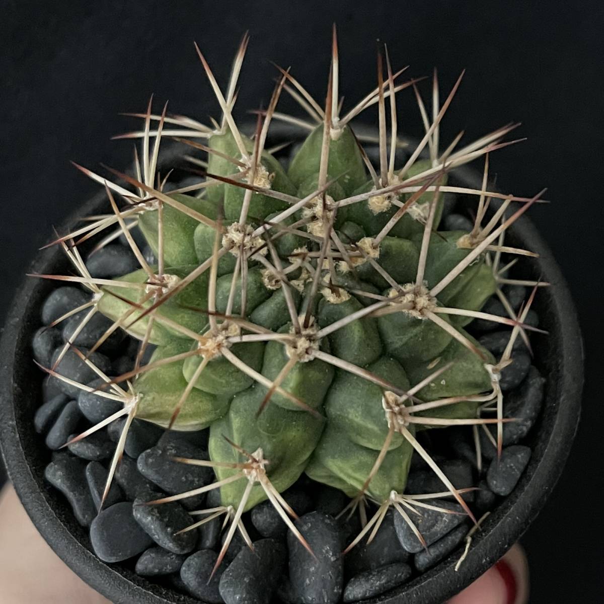 ギムノカリキウム 波光竜 ハイブリッド/Gymnocalycium schickendantzii Hybr 観葉植物 多肉植物 珍奇植物 ビザールプランツ_画像4