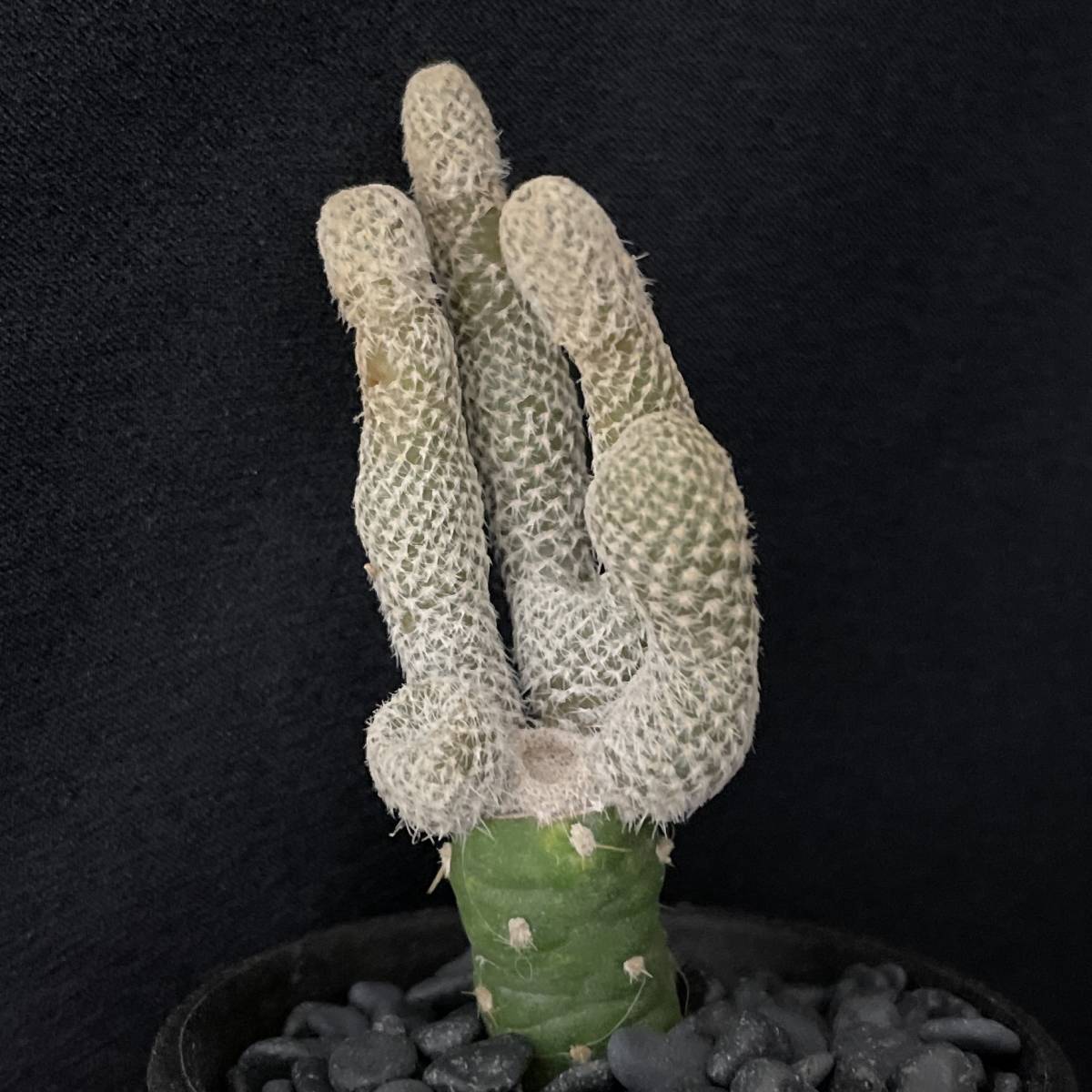 アウストロキリンドロオプンチア ニグロの手/Austrocylindropuntia clavarioides 観葉植物 多肉植物 珍奇植物 ビザールプランツ_画像2