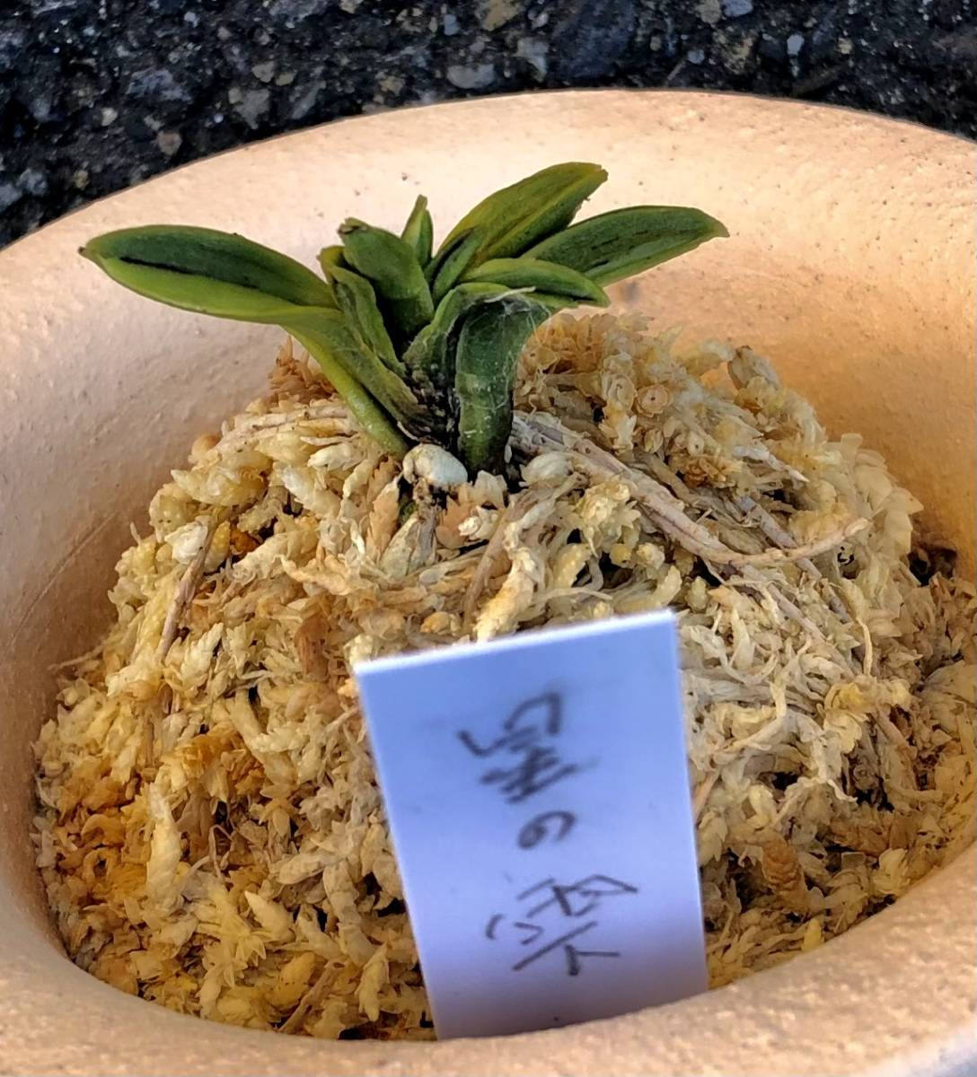 富貴蘭 希少品株【星の雫】春蘭 ショップ 斑入り山野草 富貴蘭 希少品株【星の雫】春蘭 ショップ 斑入り山野草