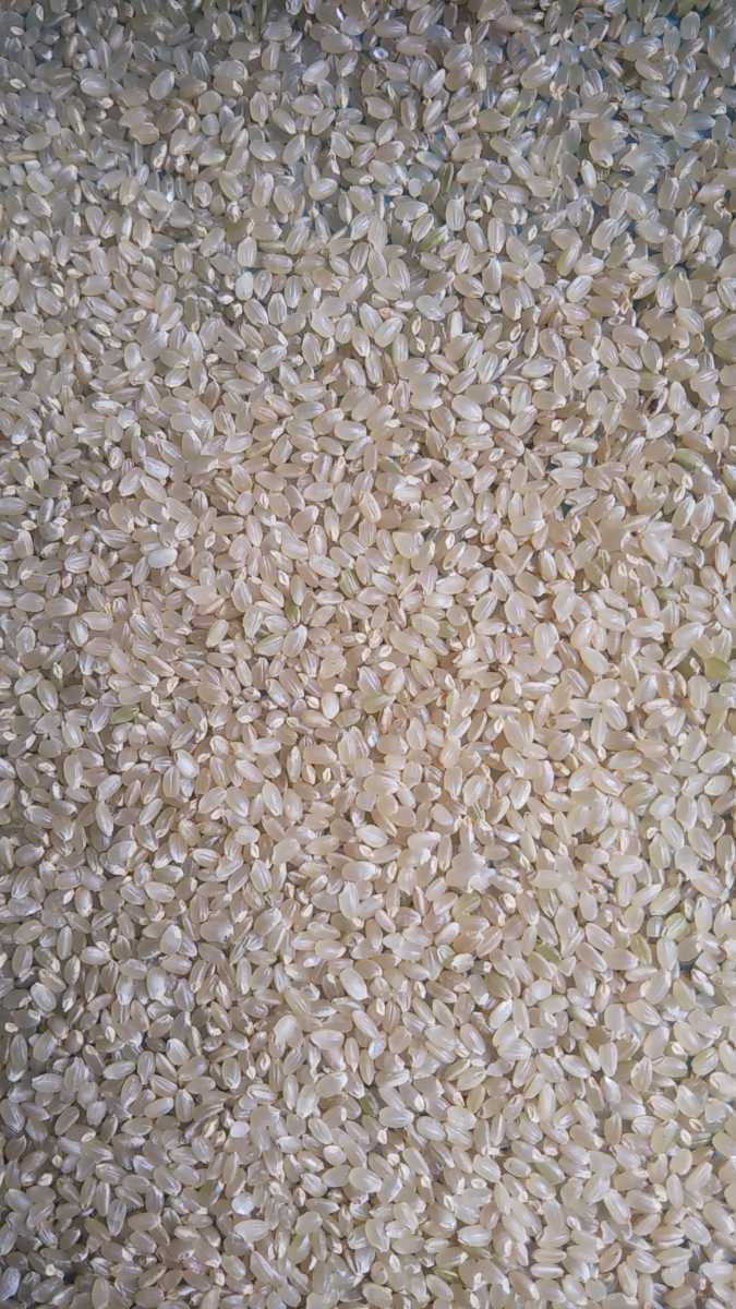 【無洗米も無料】新潟県長岡産　令和3年度新米　コシヒカリ10キロ玄米【安心安全本物】_玄米の状態です