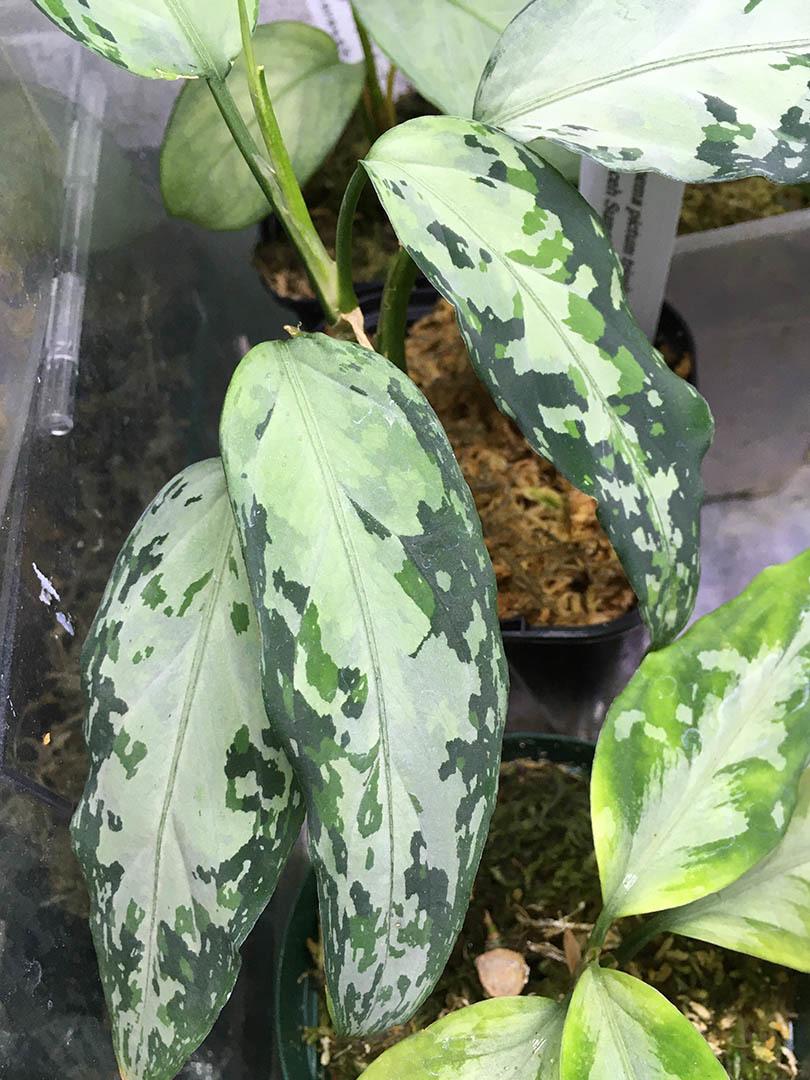 アグラオネマ ピクタム トリカラー アチェ産 Aglaonema pictum