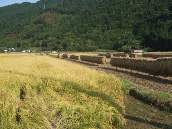 【玄米】令和3年産　新米　長野県産コシヒカリ　玄米30キロ　検査1等_画像3