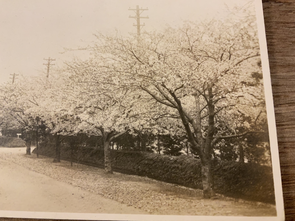 ■送料無料■ 桜 桜花 通り 風景 景色 絵葉書 郵便はがき 古写真 写真 印刷物 /くSIら/FF-1722_画像2