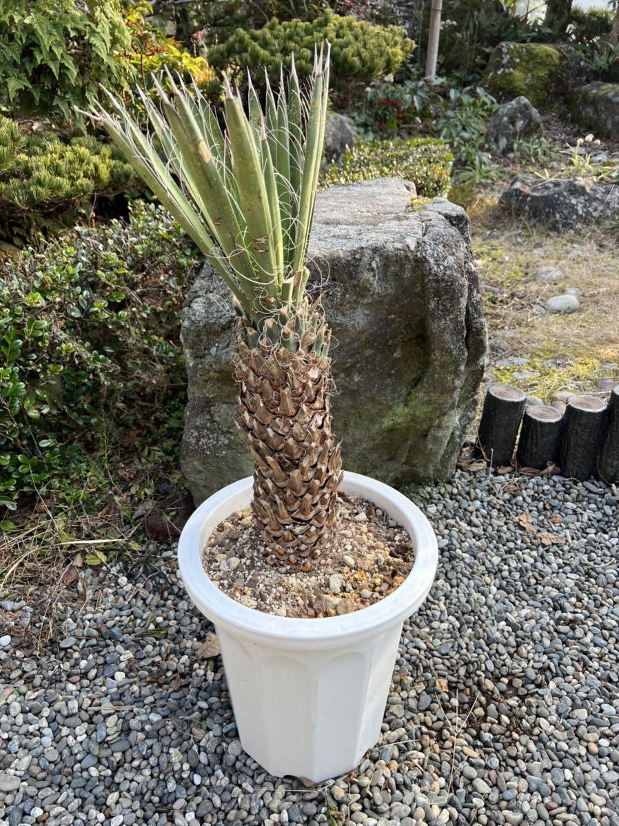 ユッカ・フィリフェラ 古木 10号(1) 花・観葉植物 | eu-agencies.net