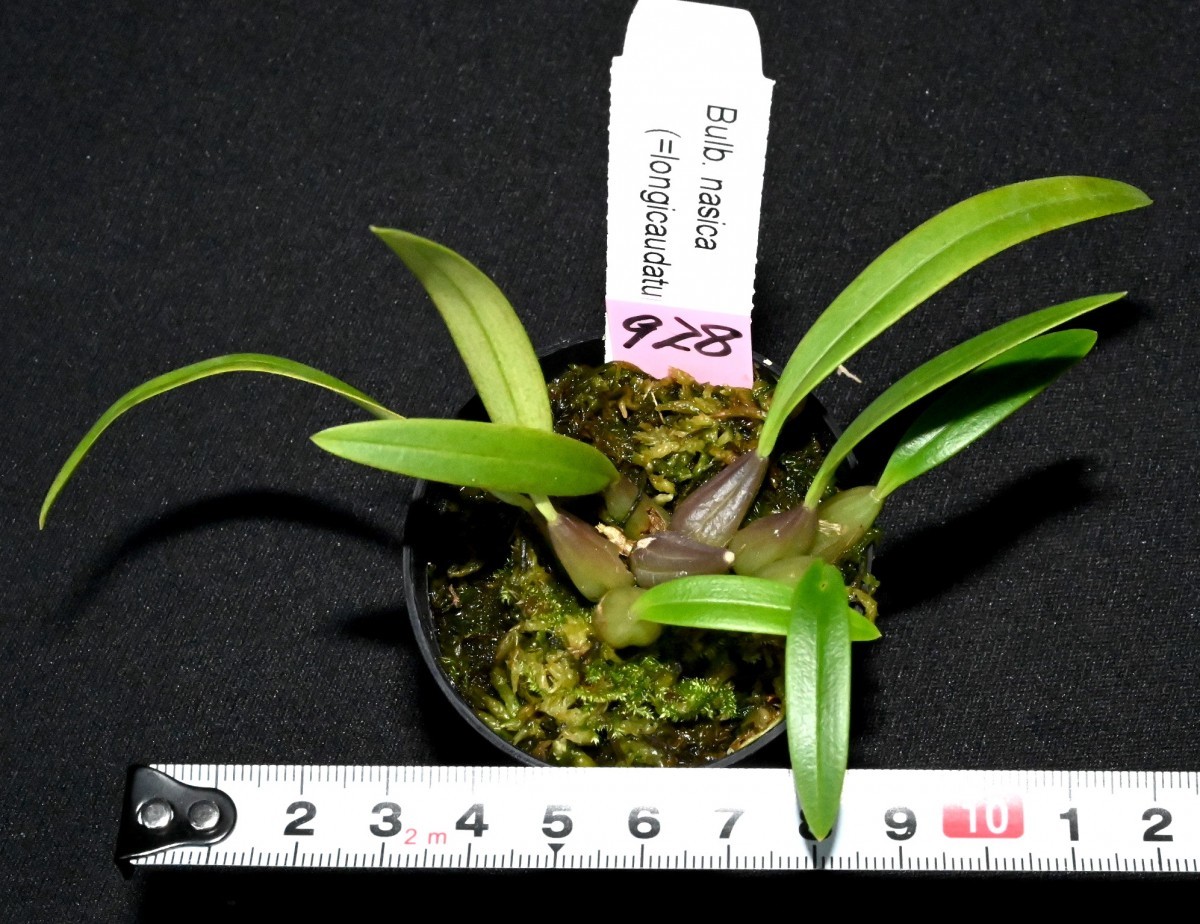 洋蘭原種 ()1輪ですが花付き。人気のミニチュアオーキッド Pleurothallis mystax プレウロタリス ミスタックス 洋蘭原種 ()1輪ですが花付き。人気のミニチュアオーキッド Pleurothallis mystax プレウロタリス ミスタックス
