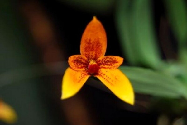 洋蘭原種 (826) Bulb. pardalotum　バルボフィラム　パーダロタム_参考開花例です。