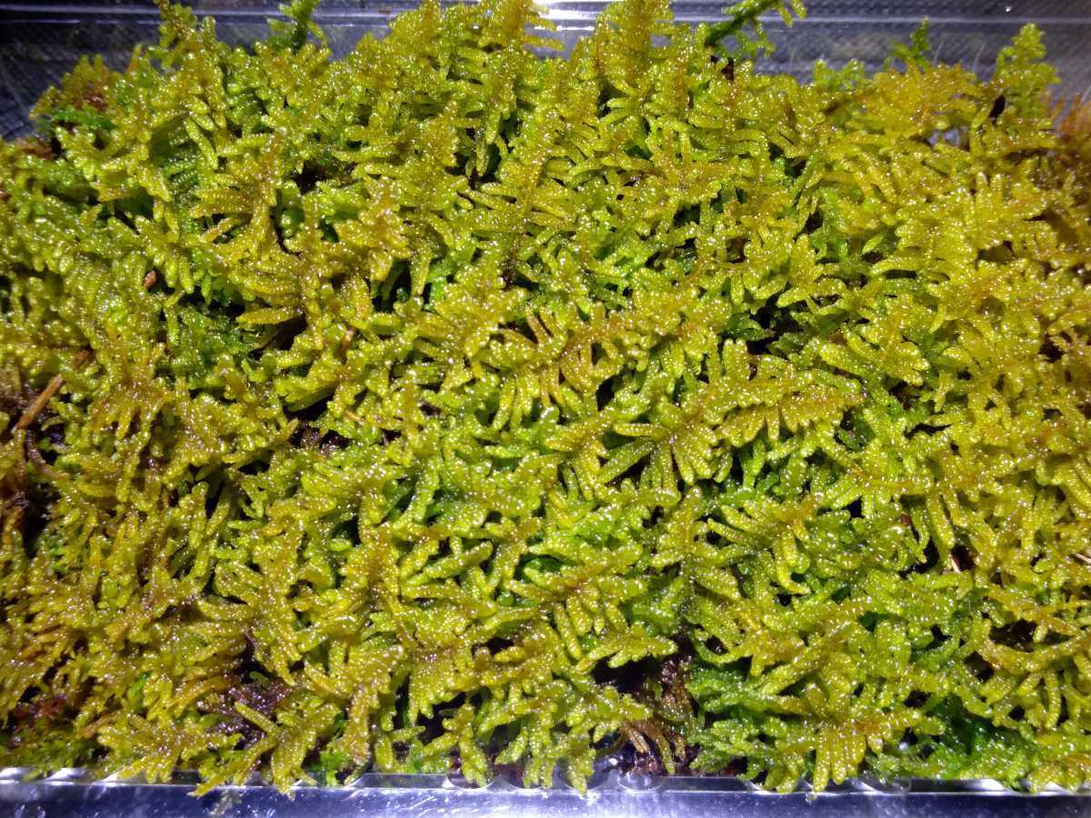 ハイゴケ まとめ買い特価 這苔 屋上緑化 苔玉 雑草抑制 苔テラリウム 苔庭
