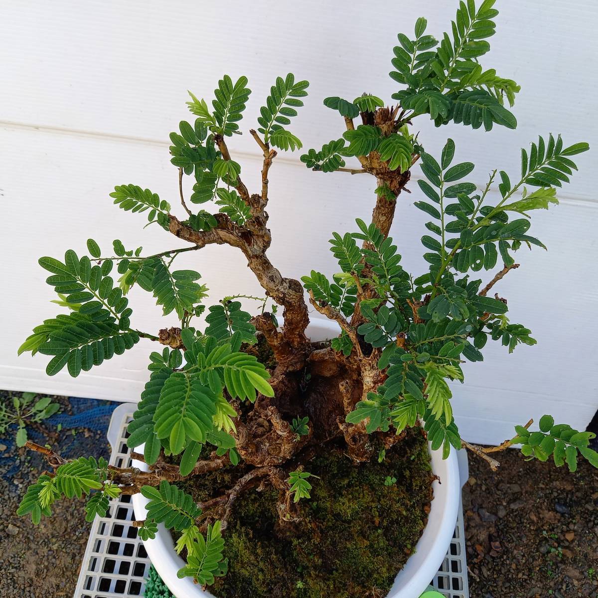 盆栽素材 ハマセンナ鉢植 マメ科 奄美大島以南の植物 珍品 10号鉢 サイズ 横幅40ｃｍ・奥行40ｃｍ・高さ60ｃｍ 未使用