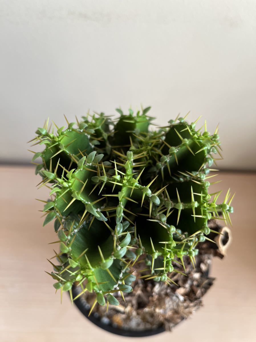 コーデックス ユーフォルビア ムランジアーナ Euphorbia コーデックス ユーフォルビア ムランジアーナ Euphorbia