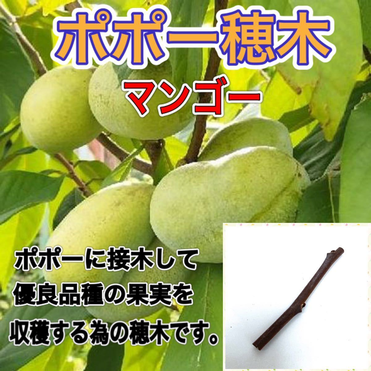 ポポー穂木 マンゴー種 1本 果物 売買されたオークション情報 Yahooの商品情報をアーカイブ公開 オークファン Aucfan Com