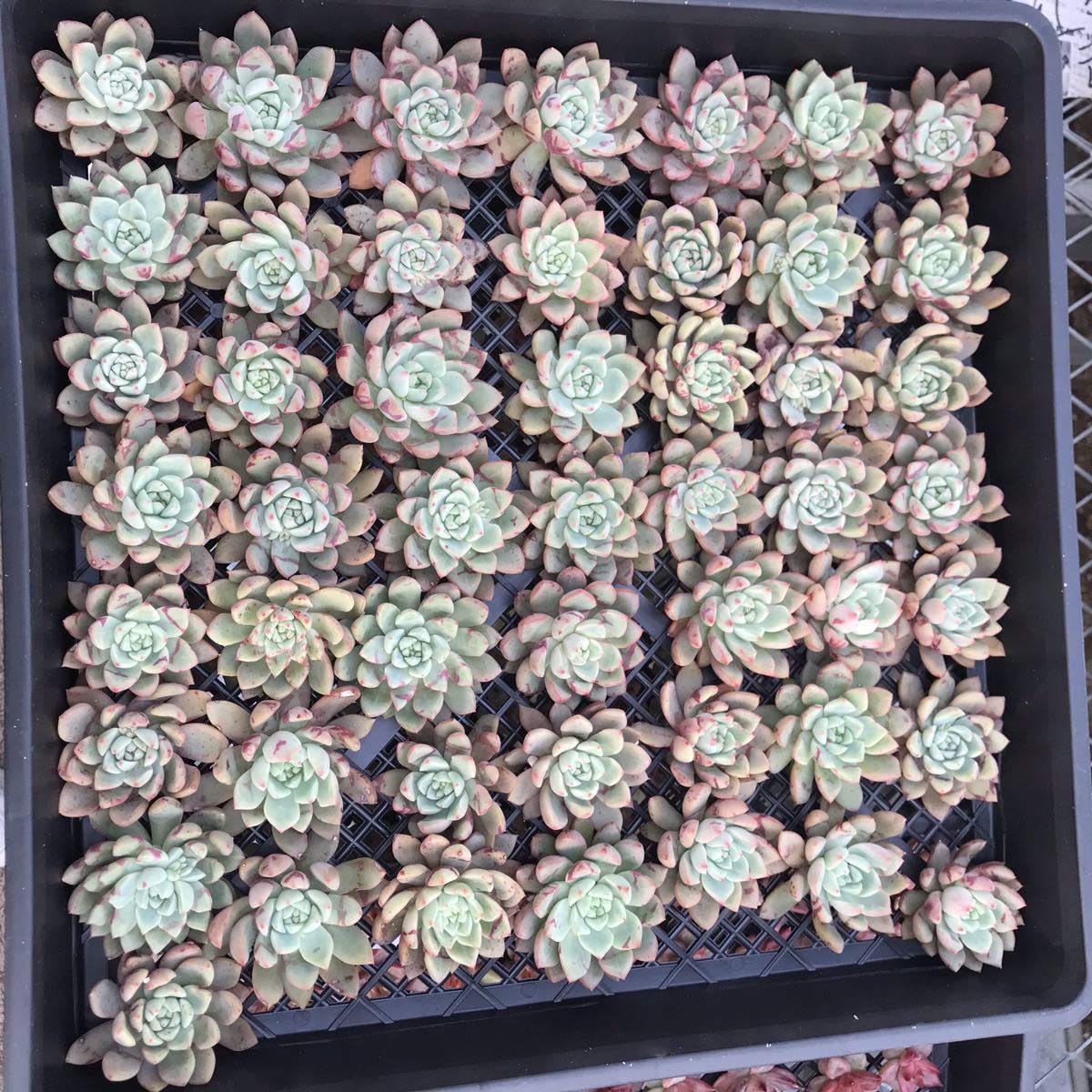 a75 交配種　25個　エケベリア　Echeveri agavoides Ebony Ｘ不明 交雑種 多肉植物 観葉植物 超美苗_画像6