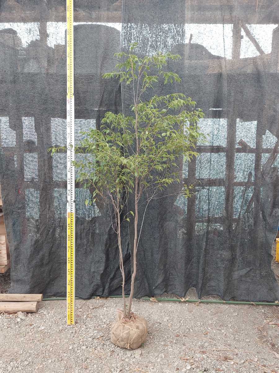 ☆ハイノキ株立ち 樹高210㎝☆ 山採り・移植物 No.102 www.visitafyon.org