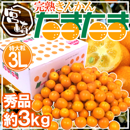 （予約）限定1箱！宮崎県【完熟きんかん たまたま】秀品 3Lサイズ 約3kg！！！_画像1