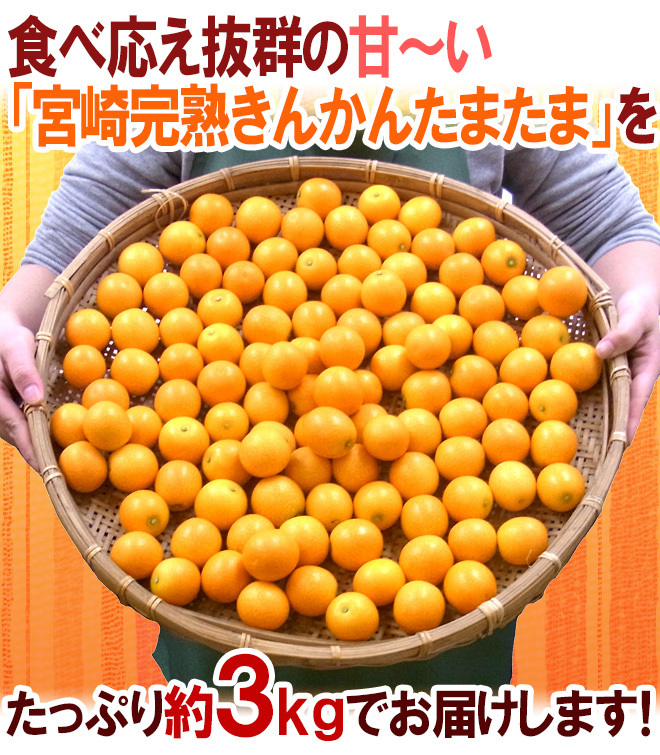 （予約）限定1箱！宮崎県【完熟きんかん たまたま】秀品 3Lサイズ 約3kg！！！_画像7