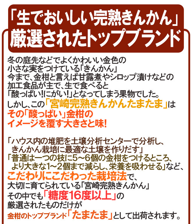 （予約）限定1箱！宮崎県【完熟きんかん たまたま】秀品 3Lサイズ 約3kg！！！_画像4