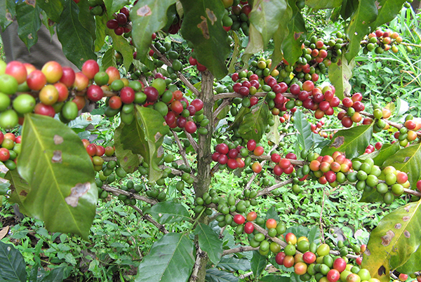 自家焙煎☆自然栽培ウガンダコーヒー(200g)X2袋☆ウガンダで育った無肥料無農薬栽培コーヒー豆☆最高ランクのAA級☆貴重なアラビカ種☆