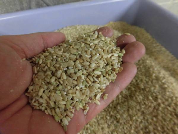 無施肥無農薬栽培小粒、訳ありまとめて玄米30ｋｇ１袋,令和3年産 _小粒玄米です。
