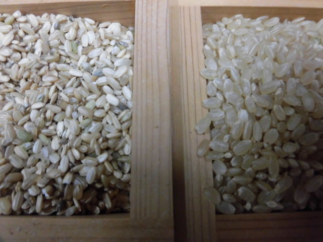 無施肥無農薬栽培小粒、訳ありまとめて玄米30ｋｇ１袋,令和3年産 _左が訳あり小粒米、右が正規玄米