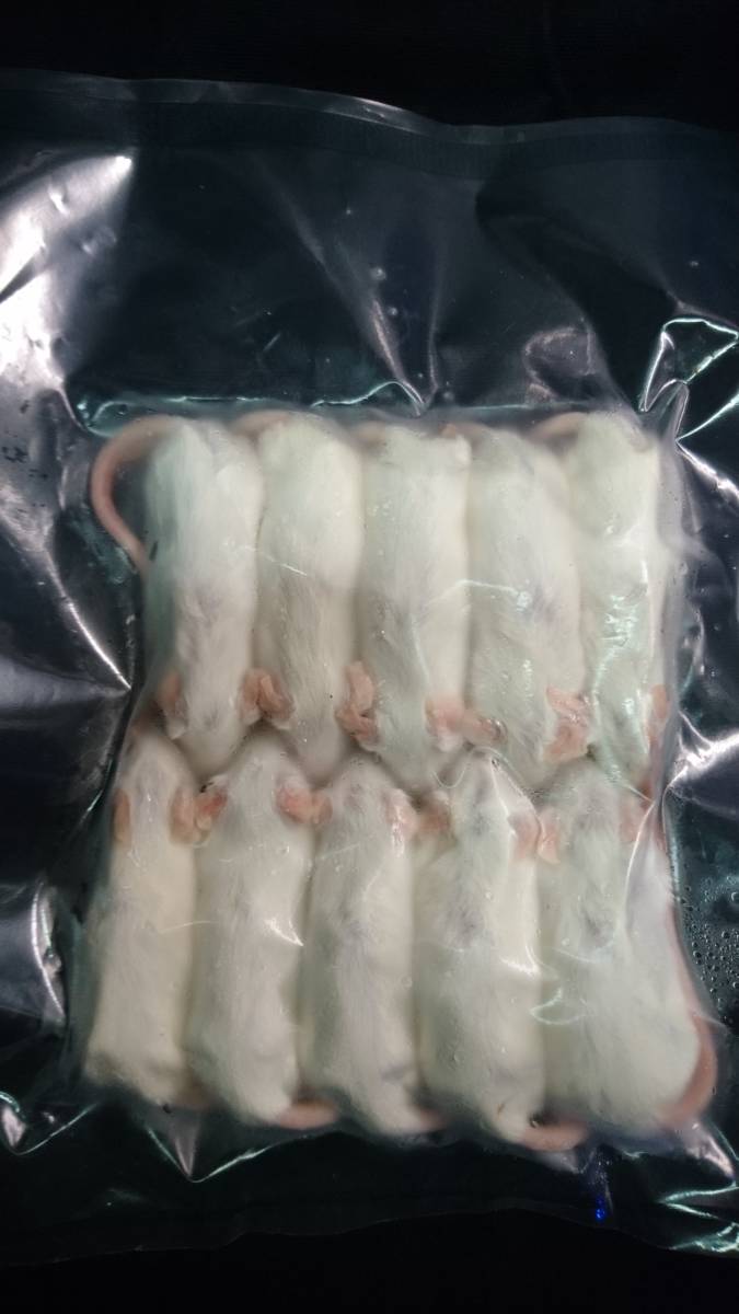 国産冷凍ピンクマウス　100匹