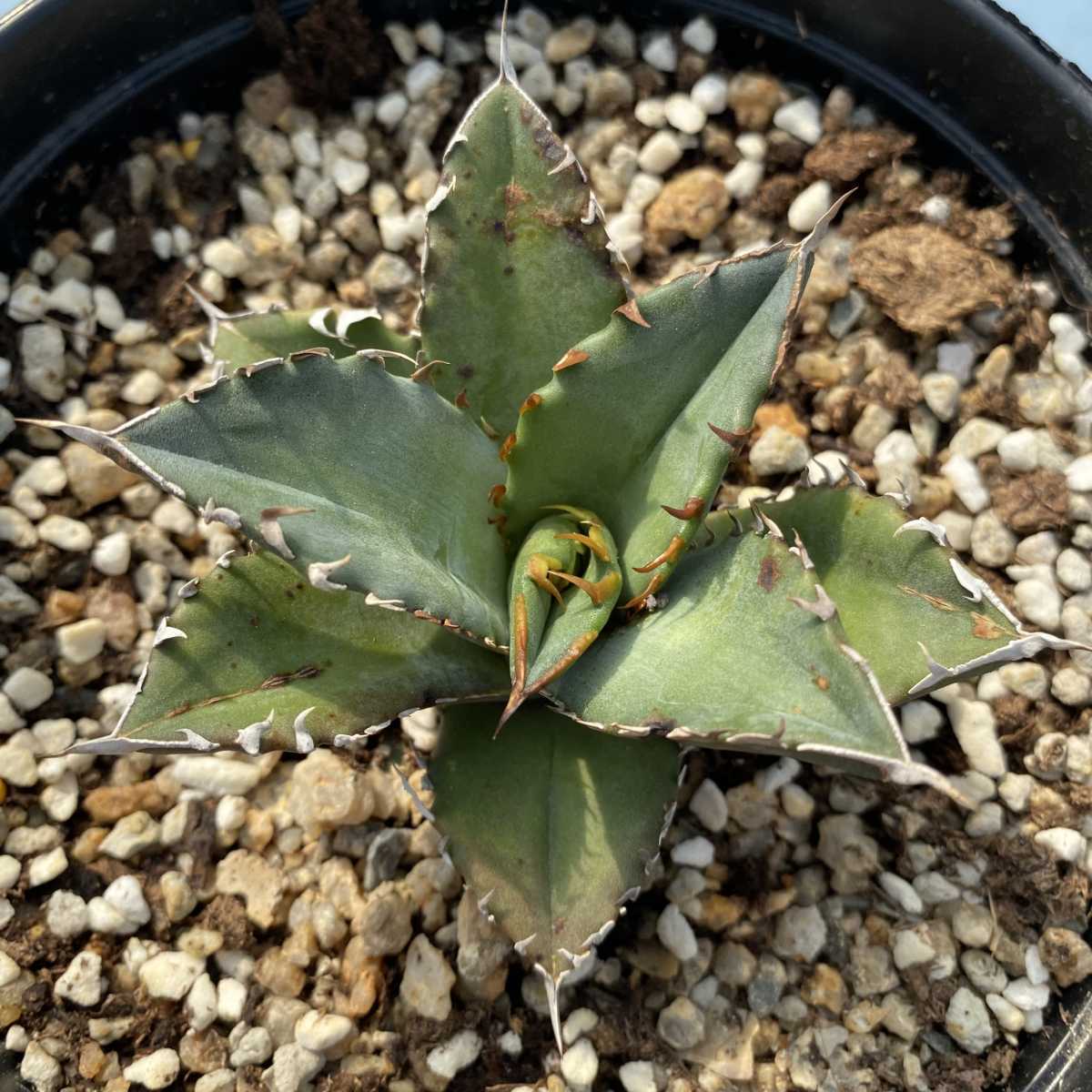 1多肉植物 アガベ チタノタ 白鯨 短い葉 極上株 稀少株 | maklumat.id