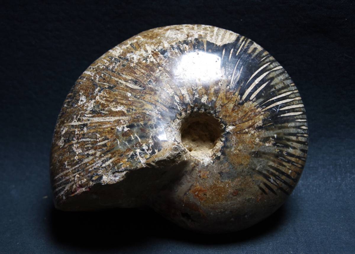 マダガスカル産オウムガイ　化石2P合計３.7kg！　即決送料込　縫合線　海のパワーストーン