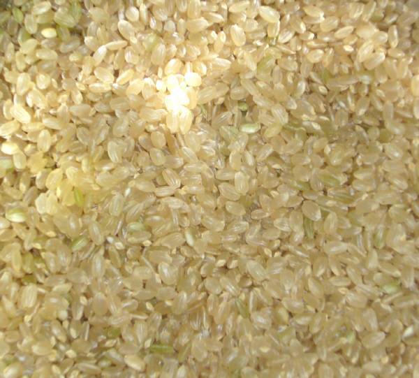 北信濃 　令和3年 無農薬飯山米玄米1ｋｇ　こしひかり　食味検査最高ランク 【S】(2)_画像2