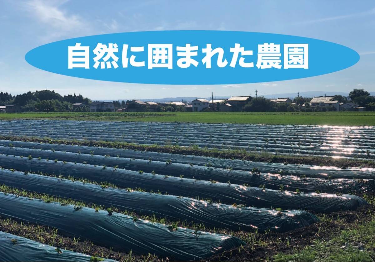 【個数5！】 複数在庫！◆大量！ 【20kg】 富山県上市産 さつまいも 紅はるか 訳あり 規格外等 自然農法 有機栽培 農家直送◆2201-52-56_画像2