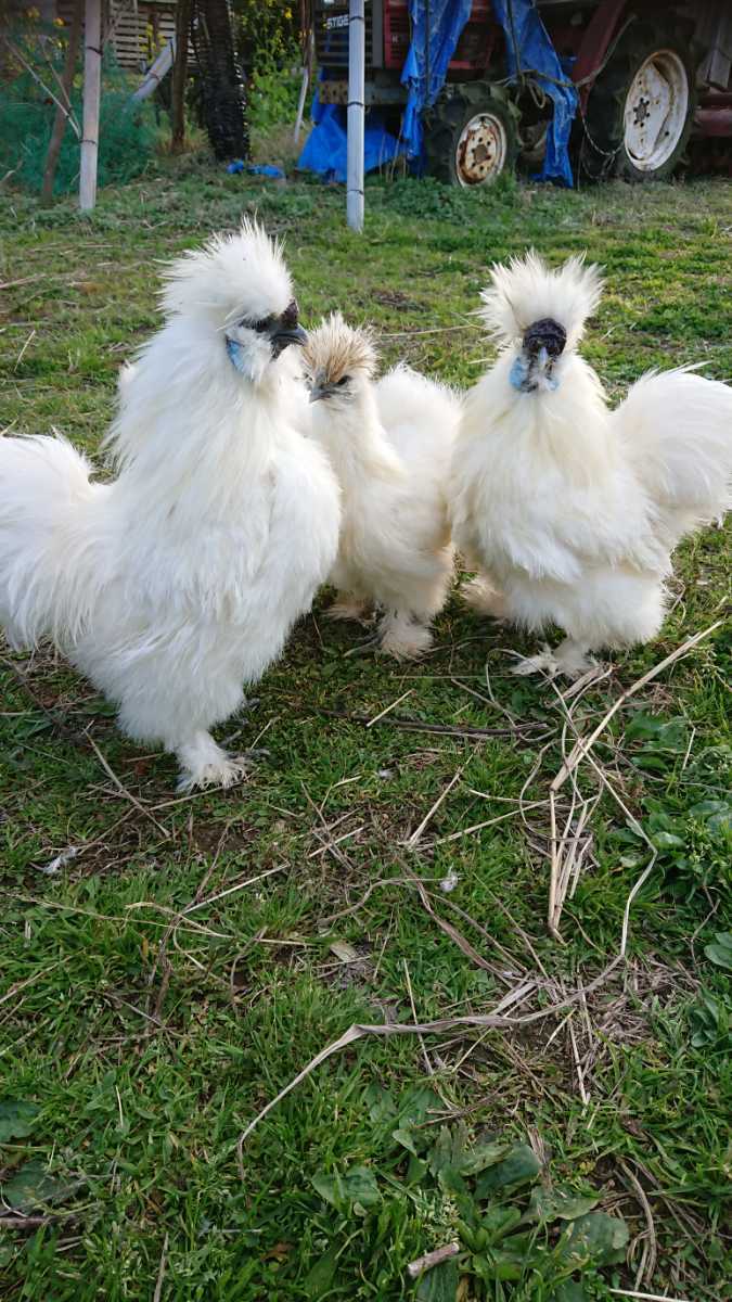 毛冠、足毛多め白烏骨鶏2,3グループの有精卵、種卵6個_画像5