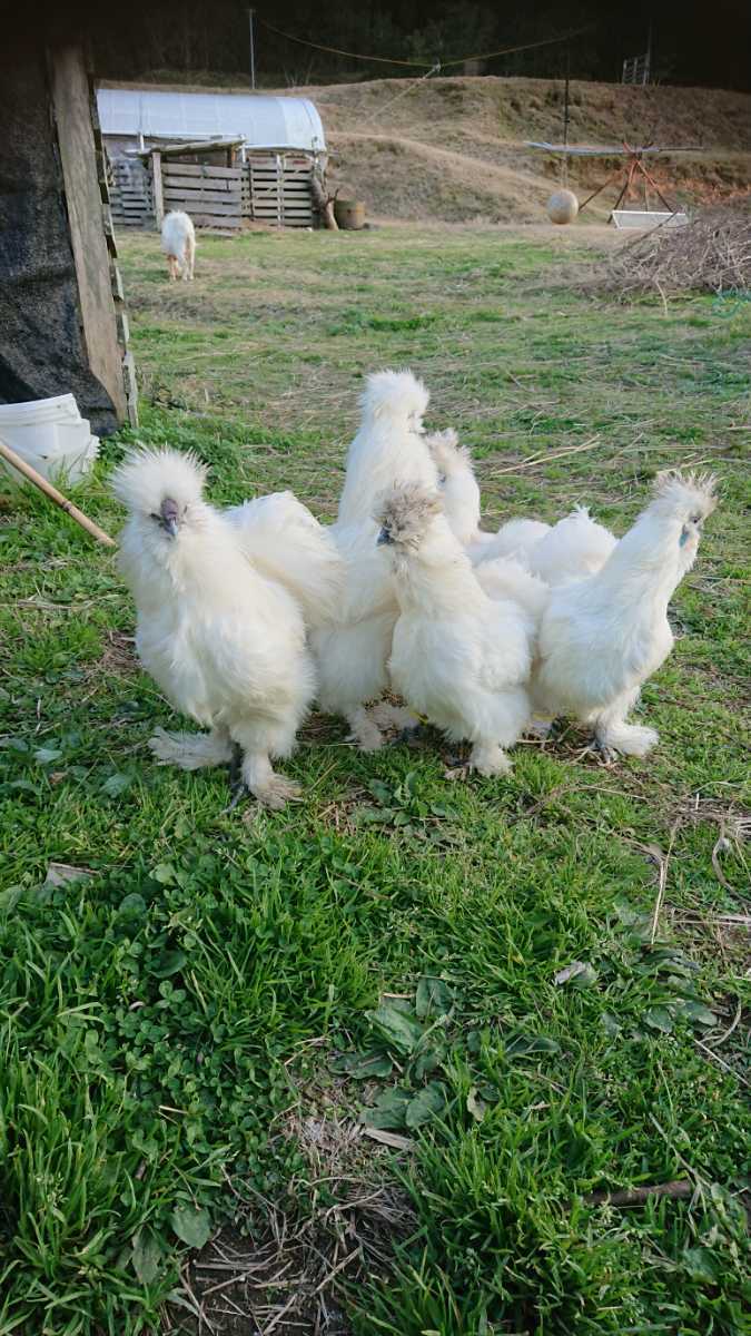 毛冠、足毛多め白烏骨鶏2,3グループの有精卵、種卵6個_画像8