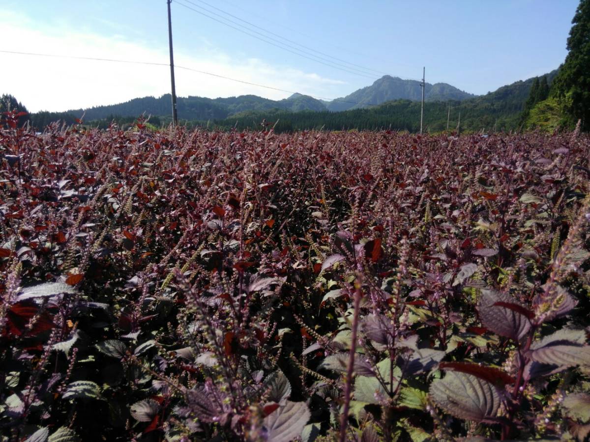 保存料無添加！　噛めば口に広がる香り！　北秋田阿仁産手作り塩蔵赤しその実200ｇ_こちらが我が家の赤しそ畑です