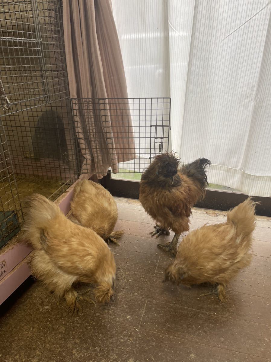 アメリカンシルキー　烏骨鶏　米国　シルキー　有精卵４個　種卵　受精卵　孵化用　有精卵　卵_画像1
