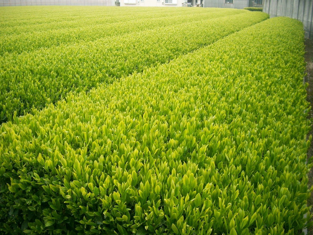 2021年産 新茶 静岡県産 送料無料 深むし茶 高級煎茶１００ｇ×３深蒸茶　緑茶！ギフトに！_画像2