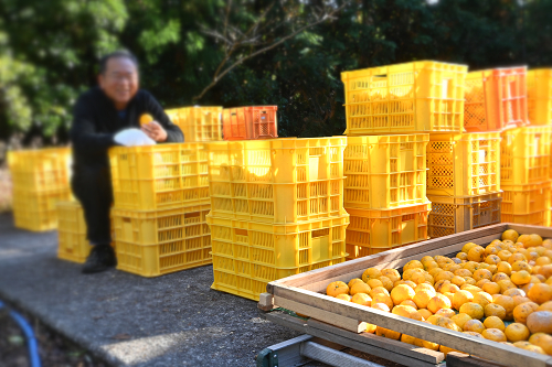 柚のや★送料無料★高知県産ゆず酢900ml×4本★農薬不使用・無添加★柚子酢・柚子果汁_洗浄したゆずは丁寧に水気を取ります